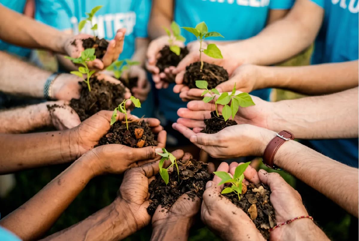 Hands holding seedlings in soil
